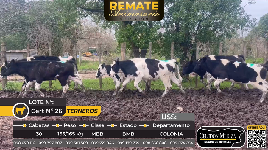 Lote 30 Terneros en Colonia