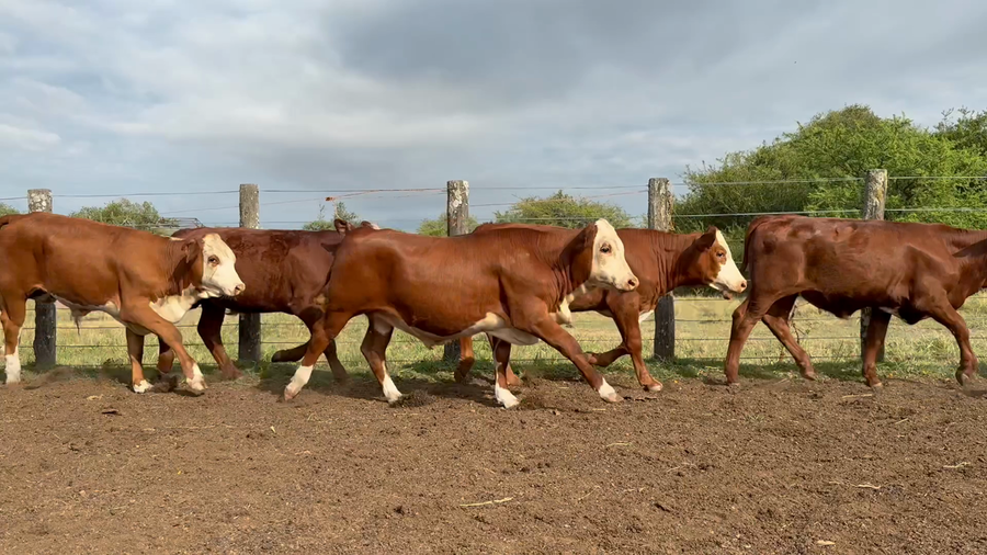 Lote 56 Terneros
