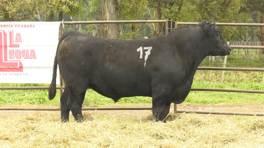 Lote TOROS ANGUS NEGROS  PC