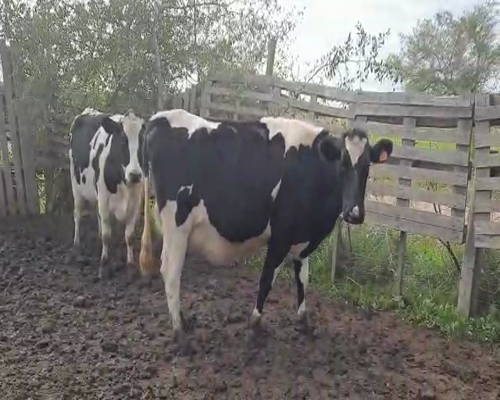 Lote 2 Vaquillonas  HOLANDO 550kg - , San José