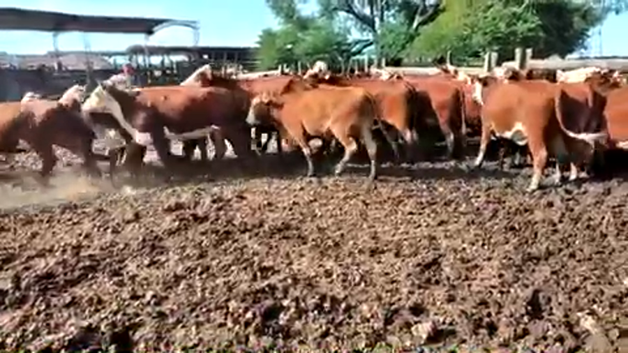 Lote 61 Vaquillonas C/ gtia de preñez en Pto. Eva Perón, Chaco