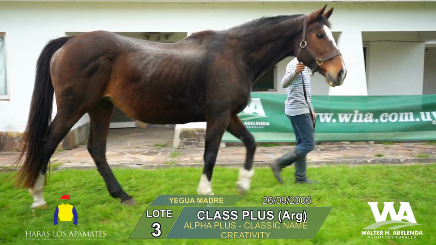 Lote CLASS PLUS (Arg)