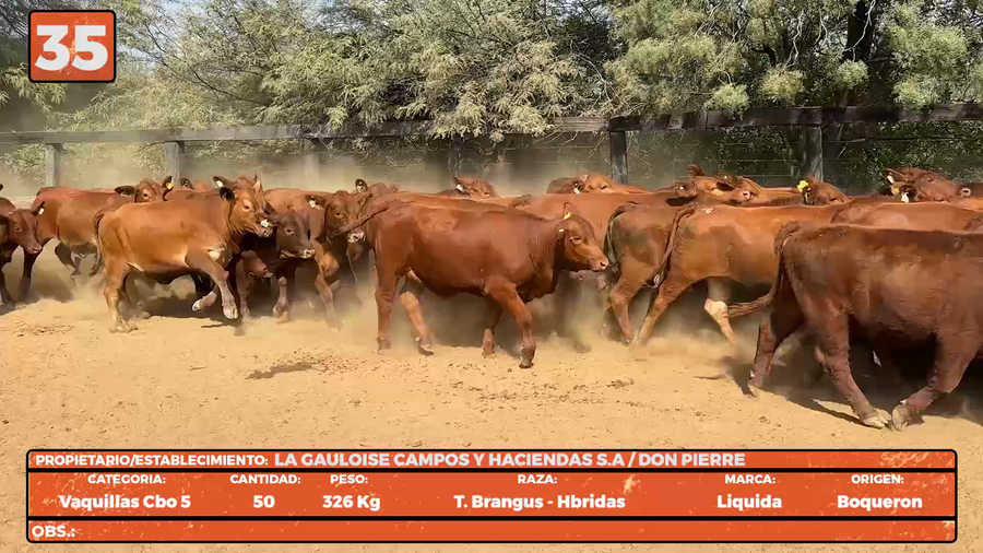 Lote LOTE 35