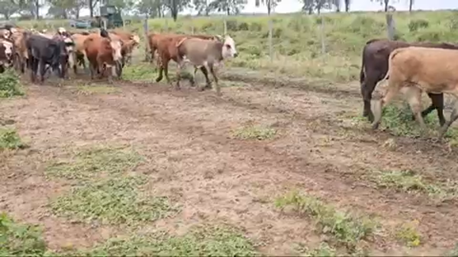 Lote 105 Terneros en Bandera, Santiago del Estero