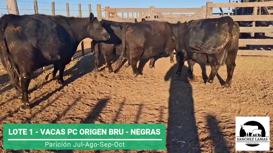 Lote VACAS PC