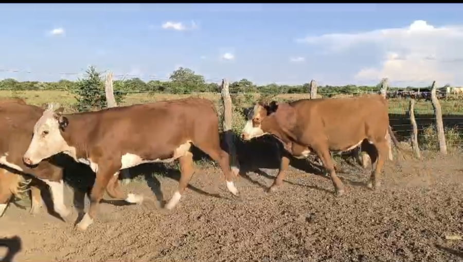 Lote 64 Novillitos en Corrientes, Curuzú-Cuatiá