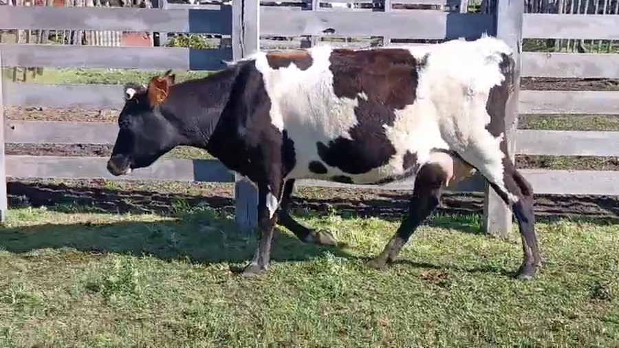 Lote 2 Vaquillonas  a remate en Pantalla Camy 400kg - , San José