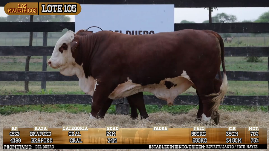 Lote LOTE 105 - PANTALLA