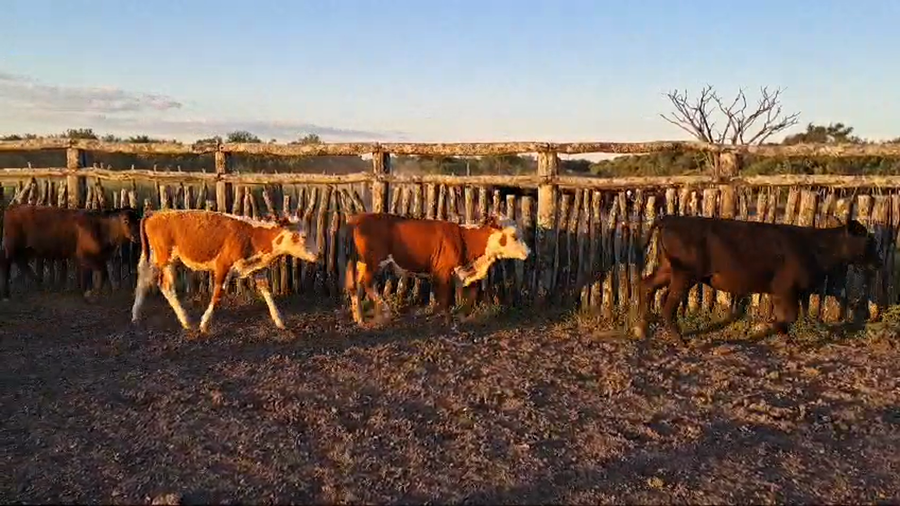Lote 58 Terneros/as