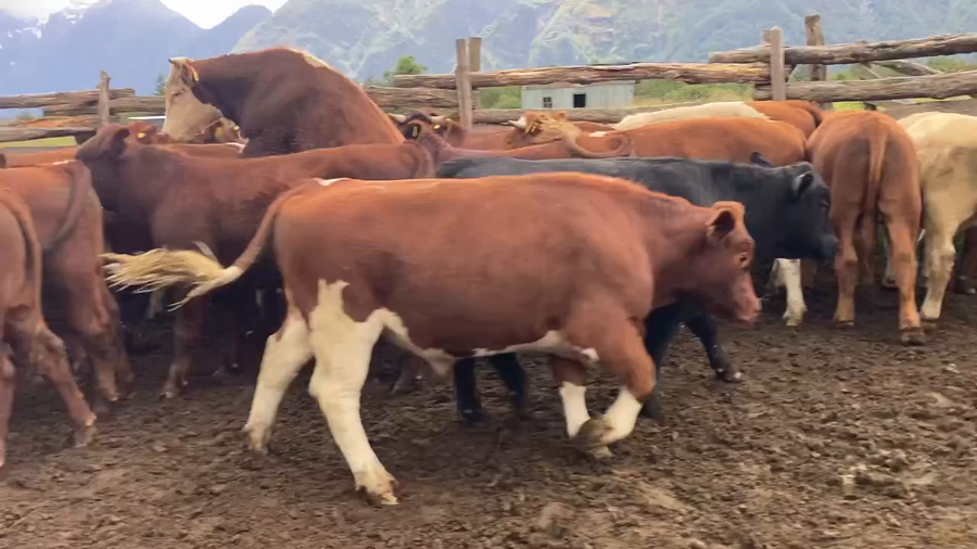 Lote 30 Novillo Engorda en Aysén, XI Región Aysén