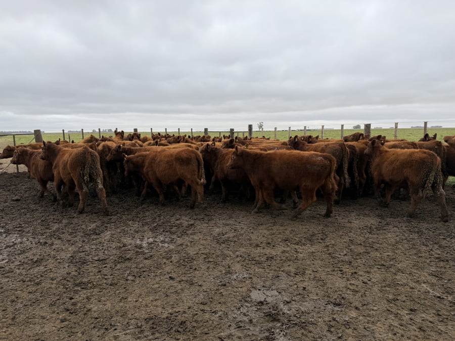 Lote 60 Terneros en Coronel Dorrego