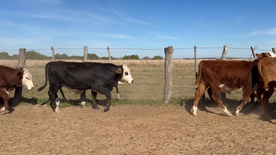 Lote 116 Terneros