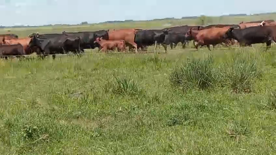 Lote 60 Terneros/as a término en Buenos Aires, Magdalena