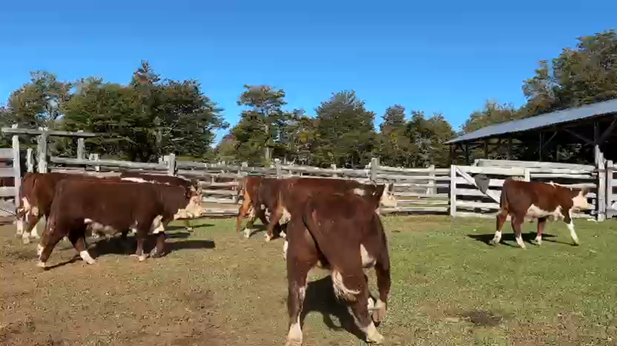 Lote 21 Ternero en Coyhaique, XI Región Aysén