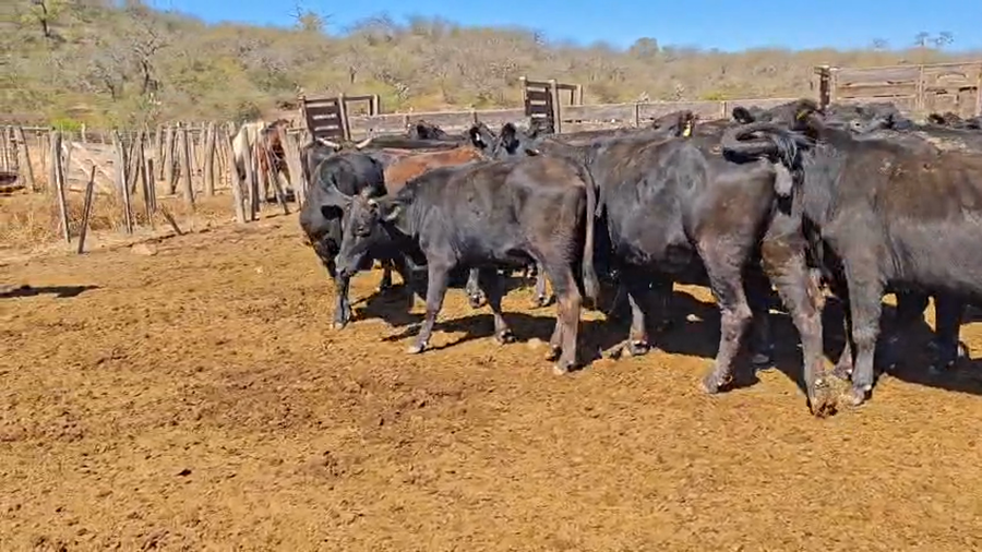 Lote 48 Vacas de invernar en Salta, Gral. Güemes