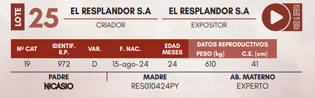 Lote LOTE 25 - TOROS DE CAMPO
