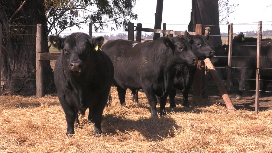 Lote TOROS PUROS POR CRUZA 