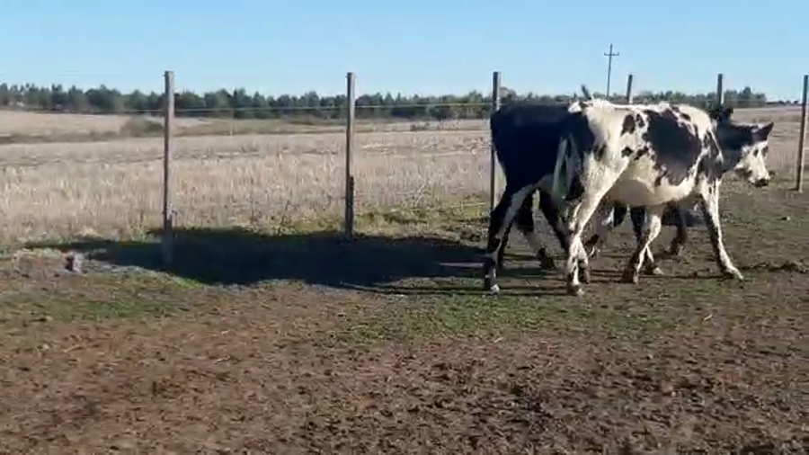 Lote 5 Vaquillonas cruzas