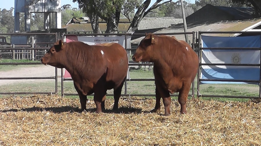 Lote TOROS ANGUS PP
