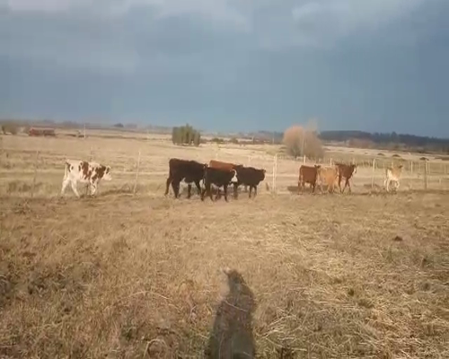 Lote 10 Terneras CRUZAS a remate en Pantalla Camy 140 - 160kg - , San José