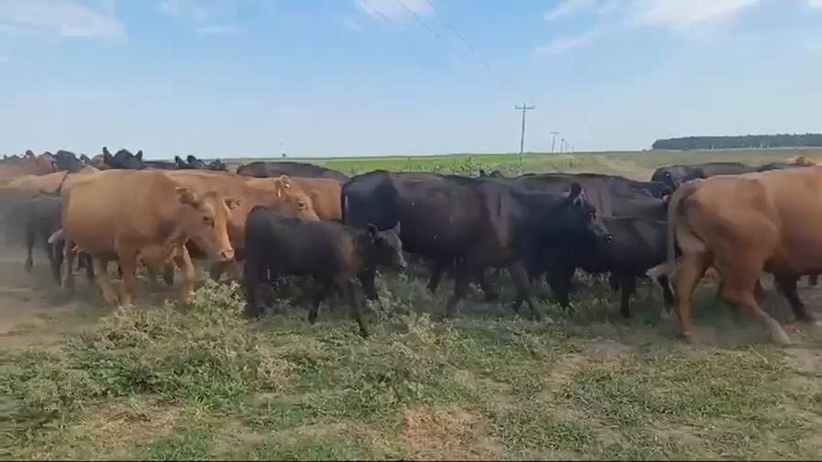 Lote 110 AL CORTE USADAS