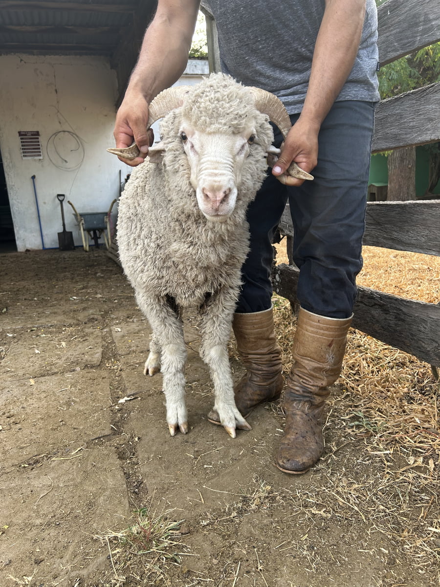 Lote Borrego 2D (MO: Si)