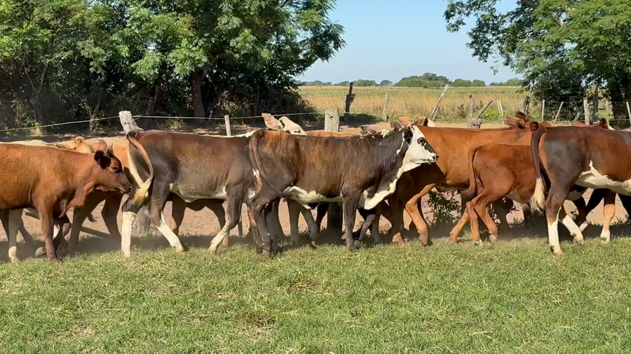 Lote 70 Terneros/as en Corrientes, San Miguel