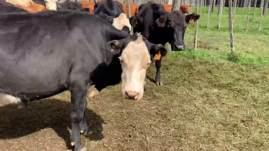 Lote 22 Vacas de Invernada en Tupambaé, Cerro Largo