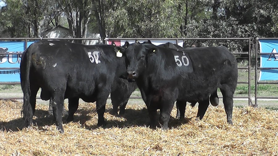 Lote TOROS ANGUS NEGROS PC