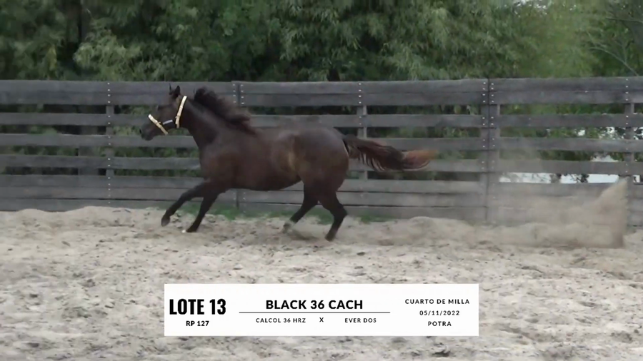 Lote BLACK 36 CACH