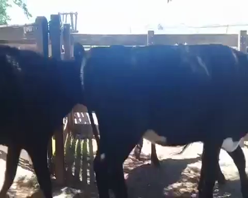 Lote 20 Vacas de Invernada en Bañado de Medina, Cerro Largo