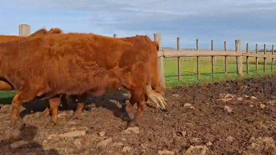 Lote VACAS PREÑADAS