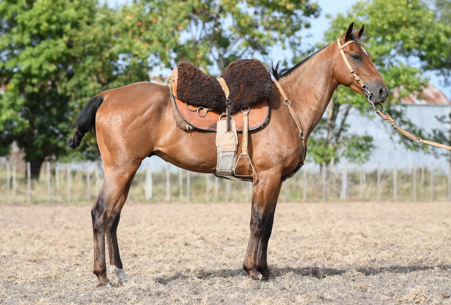 Lote SE FRUTO DEL GUAYABO