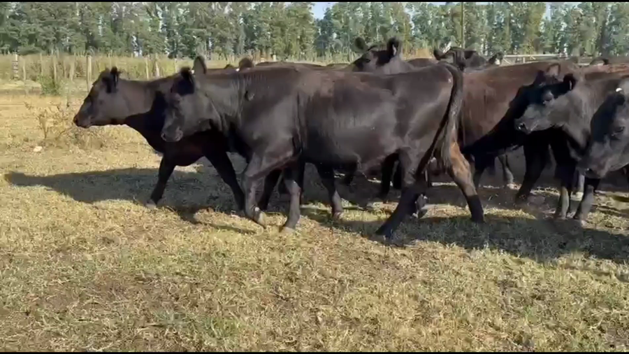Lote 70 Vaquillonas