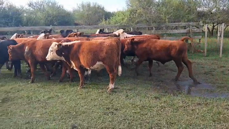 Lote NOVILLOS 1 A 2 AÑOS