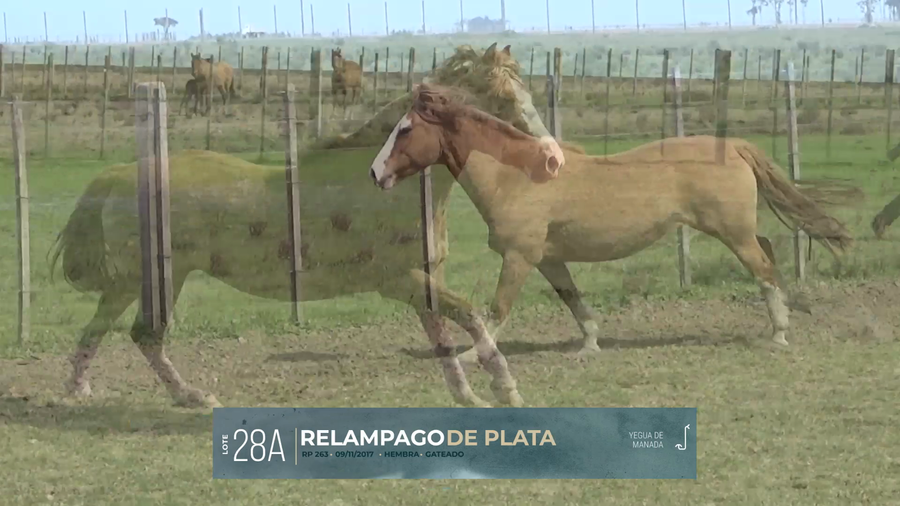 Lote Yeguarizos a remate en Criollos, Montevideo