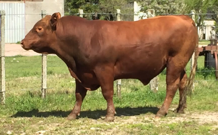 Lote Toros a remate en Cabaña Rebenque , Florida