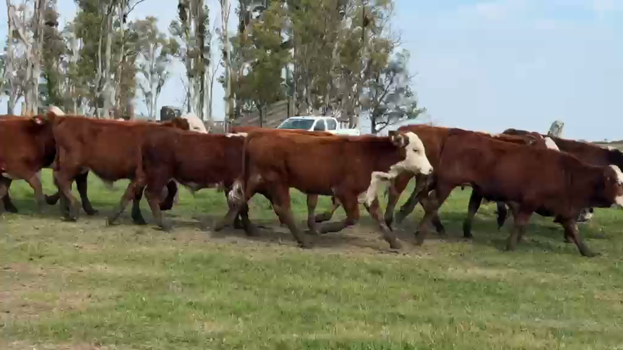 Lote 490 Terneros