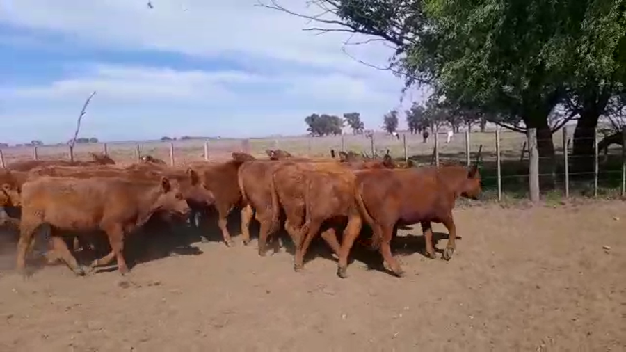 Lote 37 Vaquillonas en Cañuelas, Buenos Aires