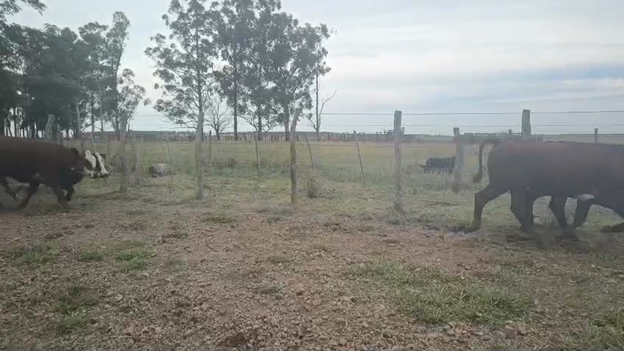 Lote 140 Terneros/as