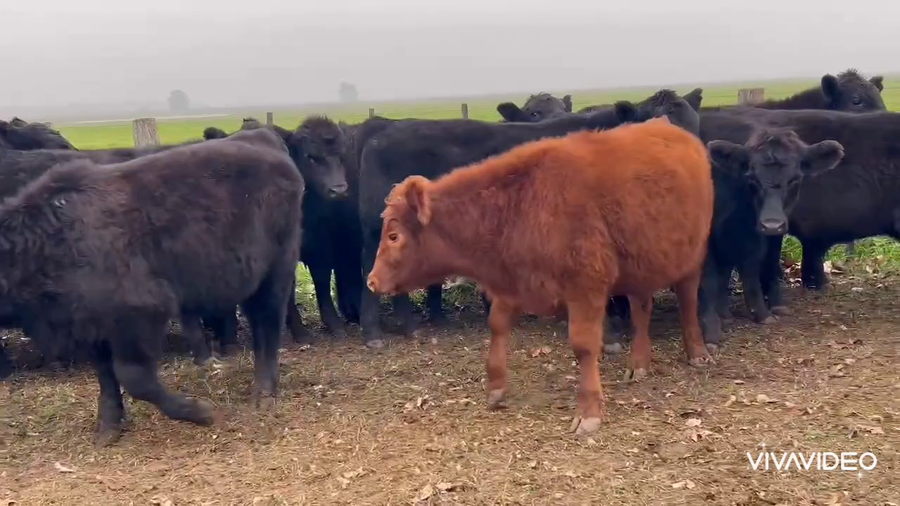 Lote 55 Novillitos en Brandsen, Buenos Aires