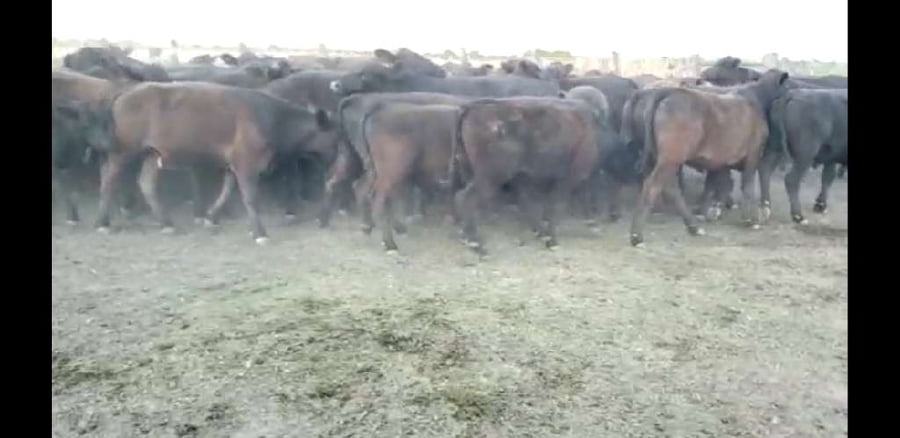 Lote 63 Terneros en Villaguay, Entre Ríos