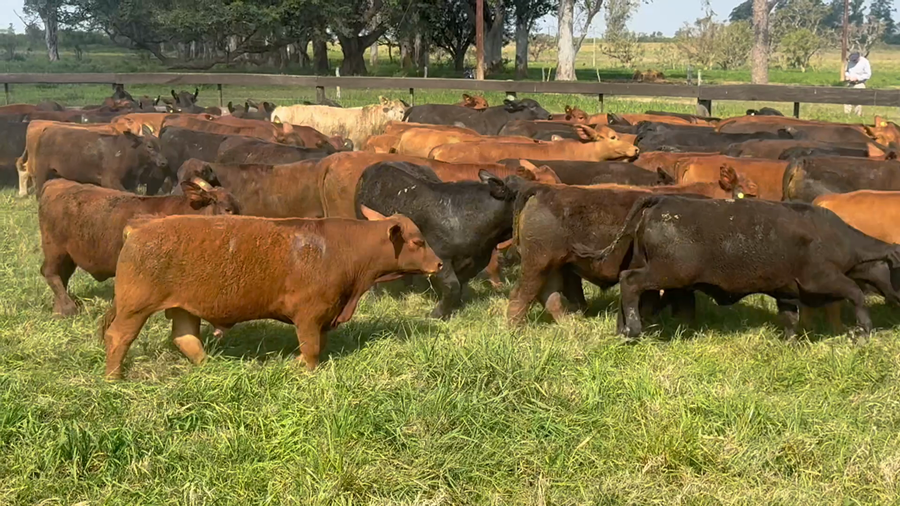 Lote 65 Terneros/as