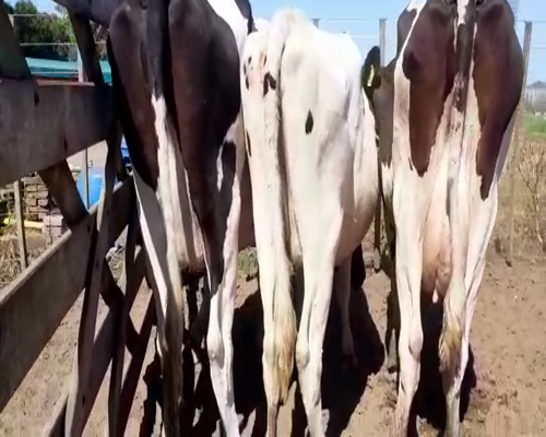 Lote Bossarelli Hermanos