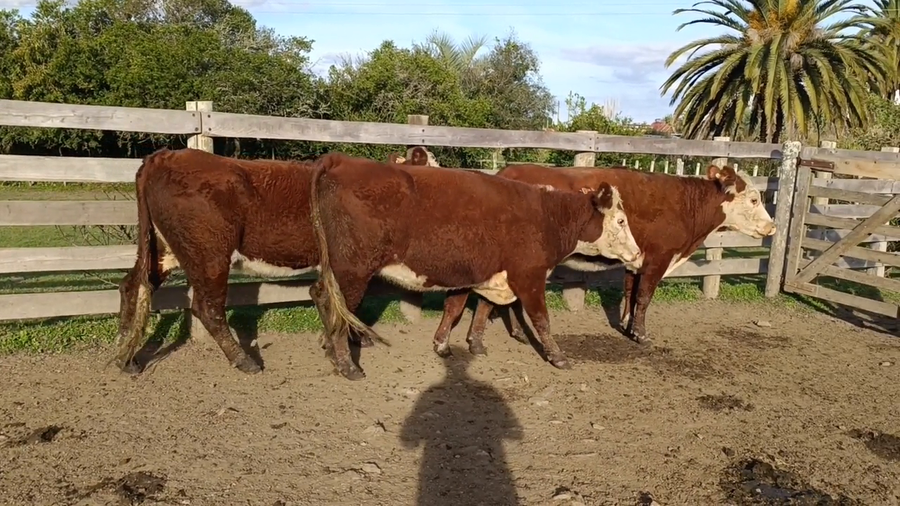 Lote Birriel Hnos y Asociados