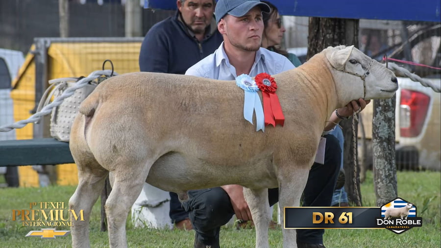 Lote PAQUETE DE 12 SERVICIOS ( INSEMINACIÓN )