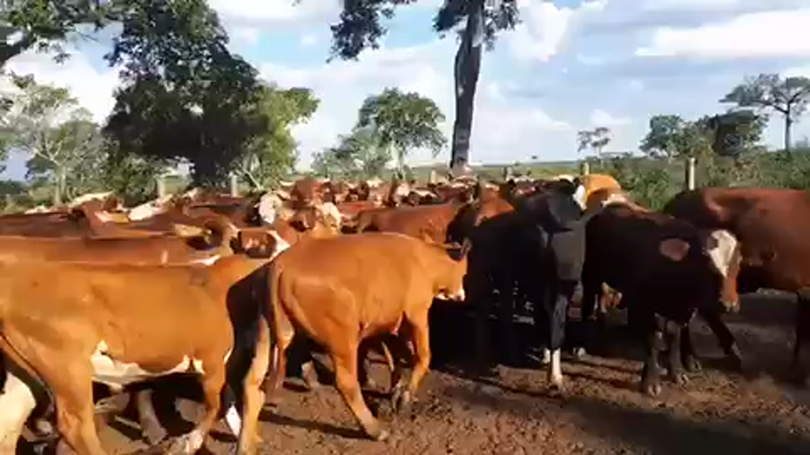 Lote 42 Novillitos en Esquina, Corrientes