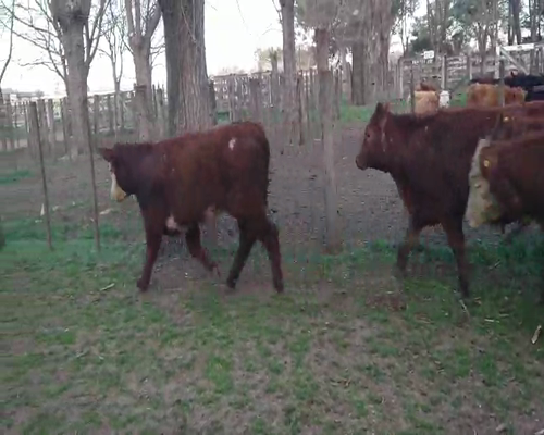 Lote 30 Terneras en Gral. Lamadrid, Buenos Aires