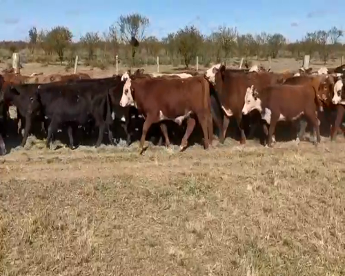 Lote 85 Terneros/as en Esquina, Corrientes