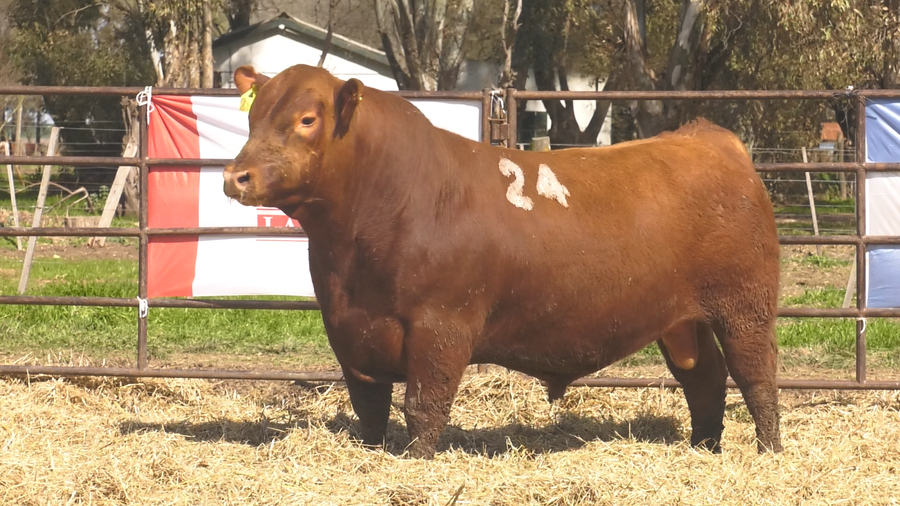 Lote TOROS ANGUS COLORADOS PC